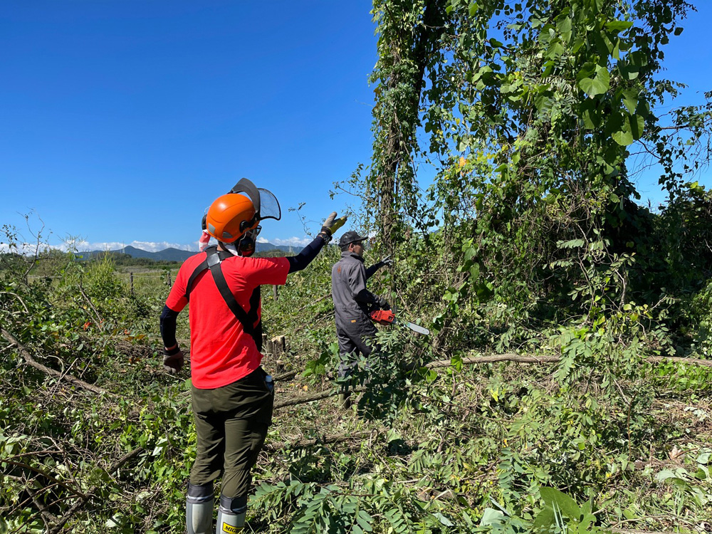 ハリエンジュを倒していく