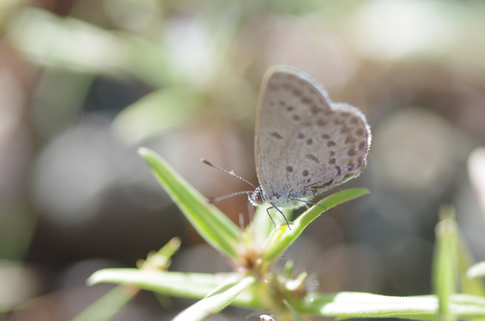 保全地でみられたｼﾙﾋﾞｱｼｼﾞﾐ