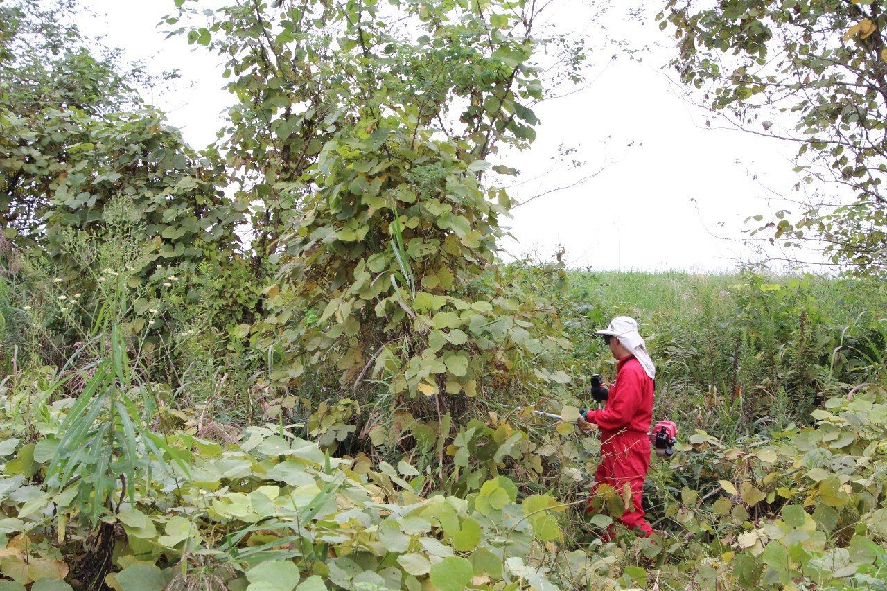 ハリエンジュとクズの除去