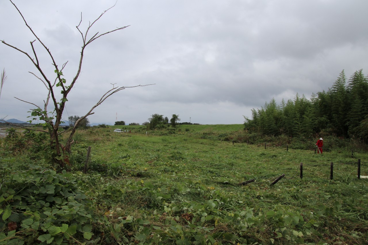 一気にきれいになったｽｽｷ群落