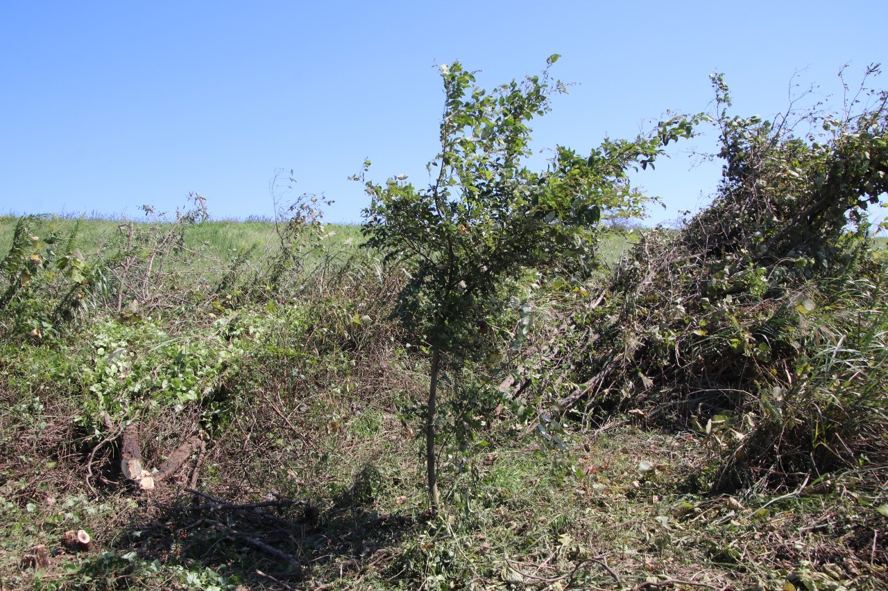 エノキ幼木の保全