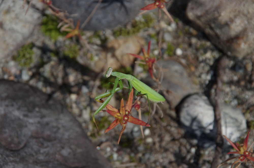 ウスバカマキリが出現