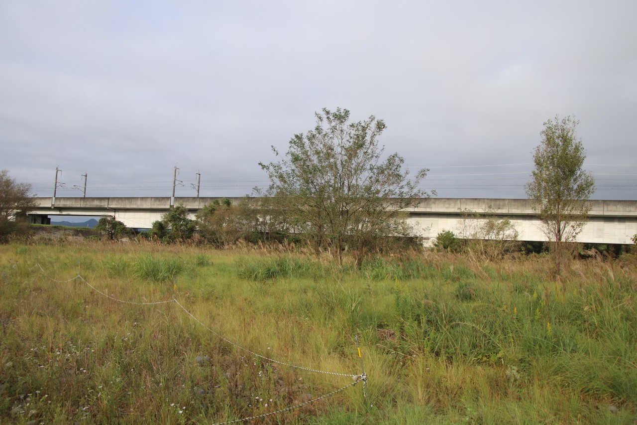 保全地隣地、除草実施前