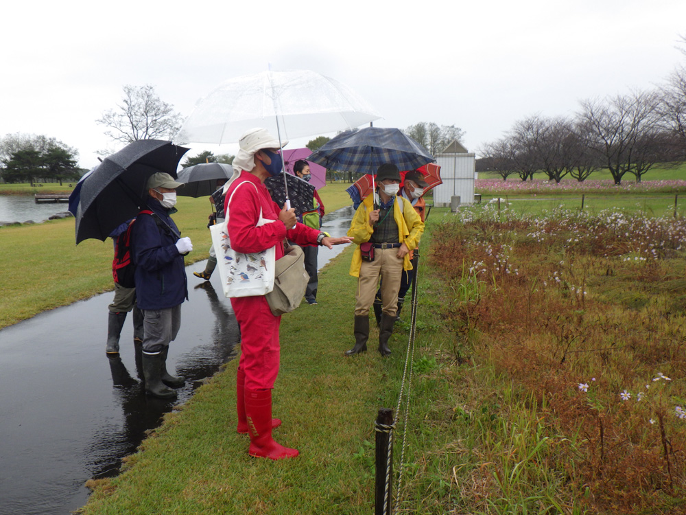 ｶﾜﾗﾉｷﾞｸ保全地の状況を解説