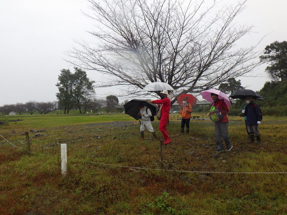ミヤコグサ第一管理地の視察