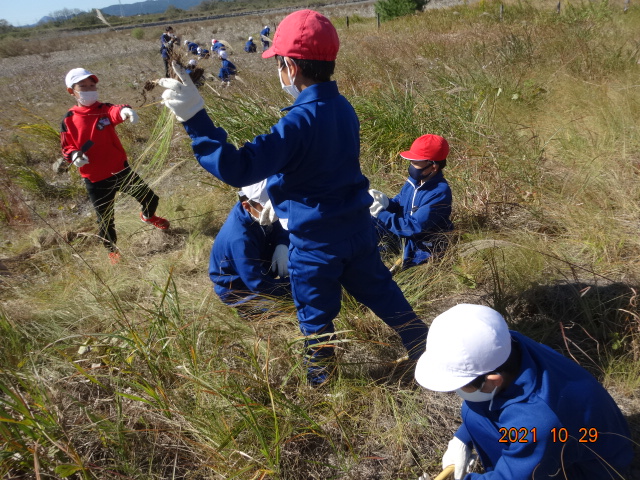 シナダレスズメガヤを抜く