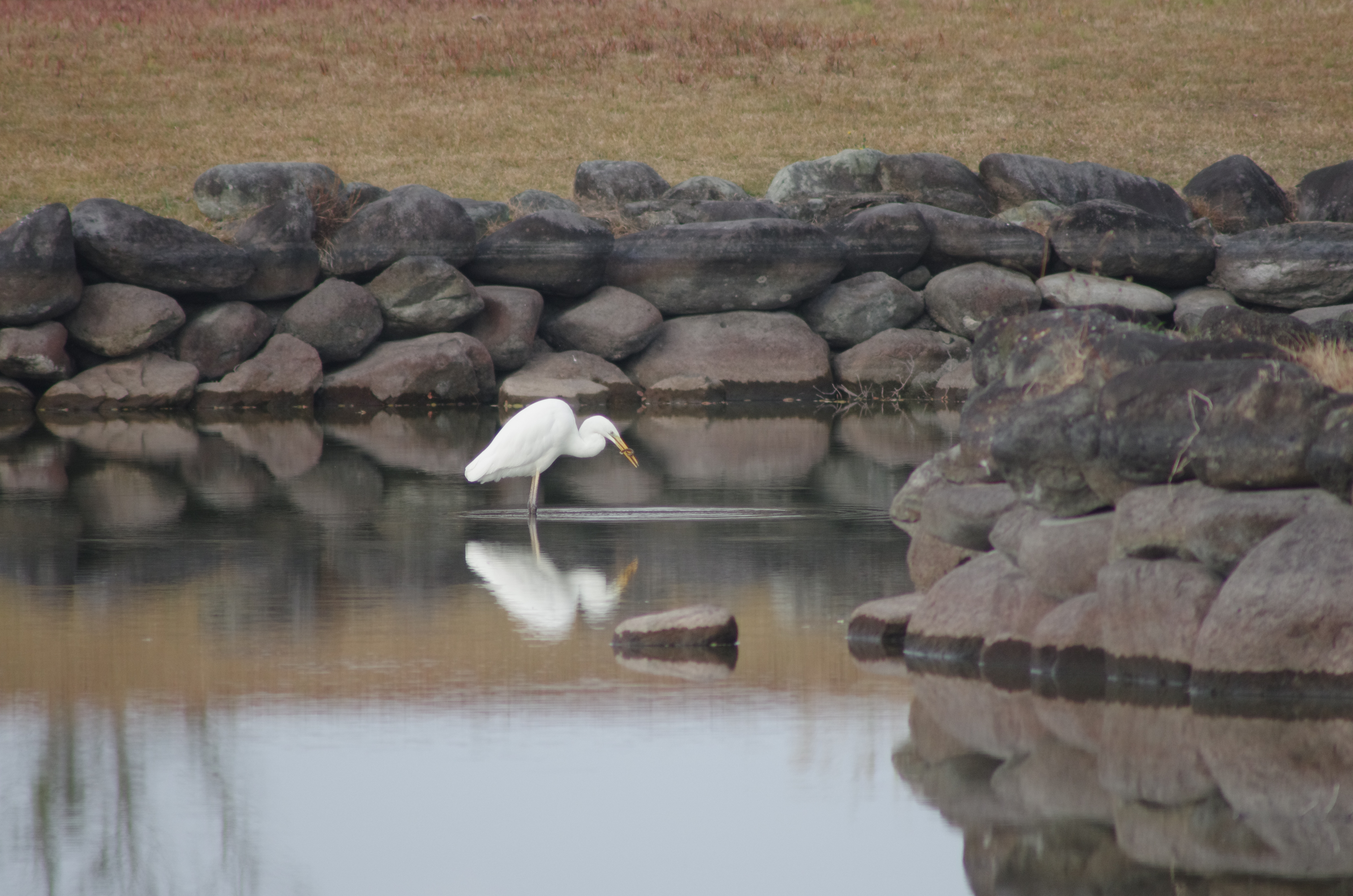ゆうゆうﾊﾟｰｸ大池ではﾀﾞｲｻｷﾞが採餌(ﾄﾞｼﾞｮｳを捕獲)