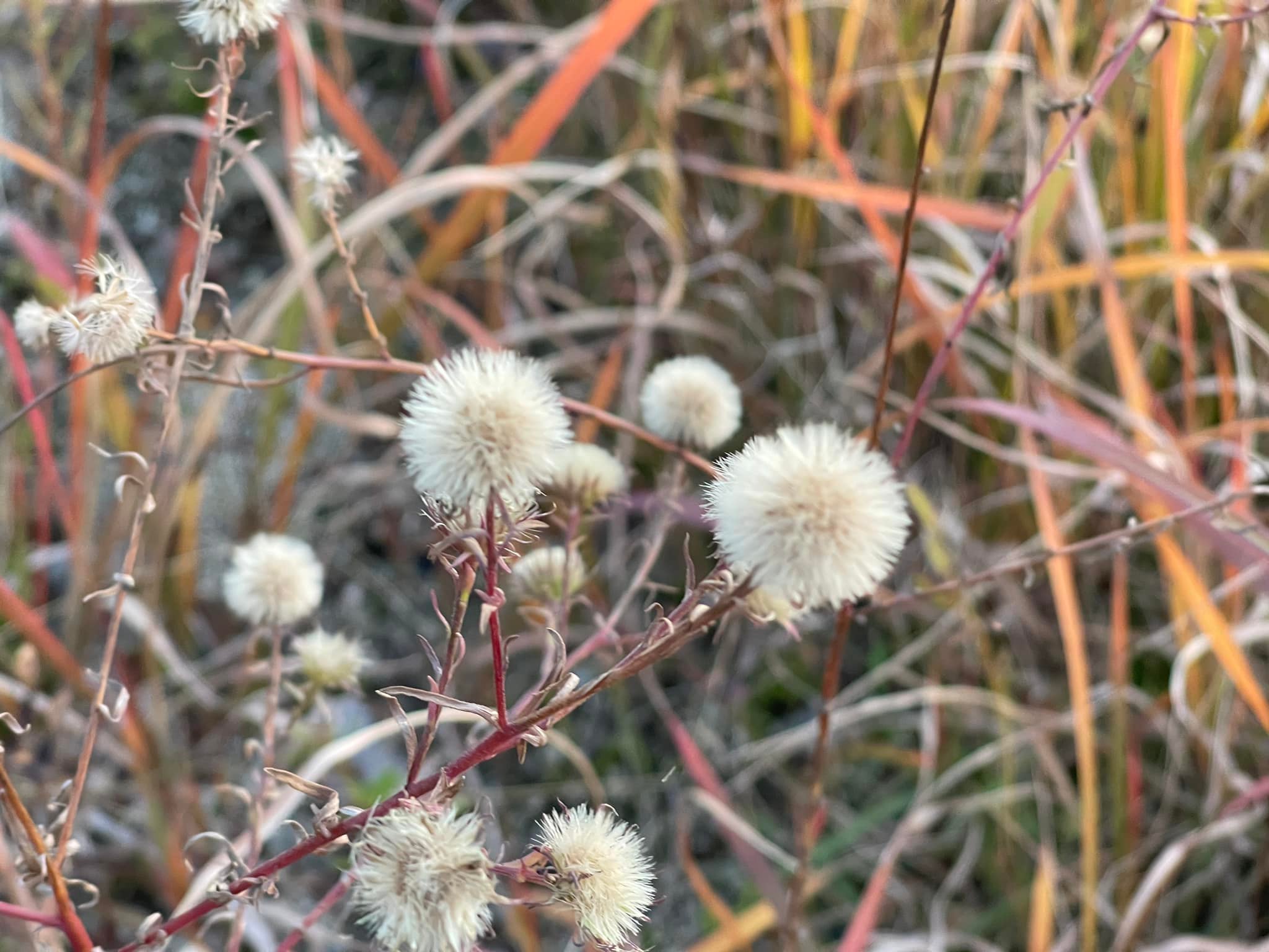 カワラノギクの種子