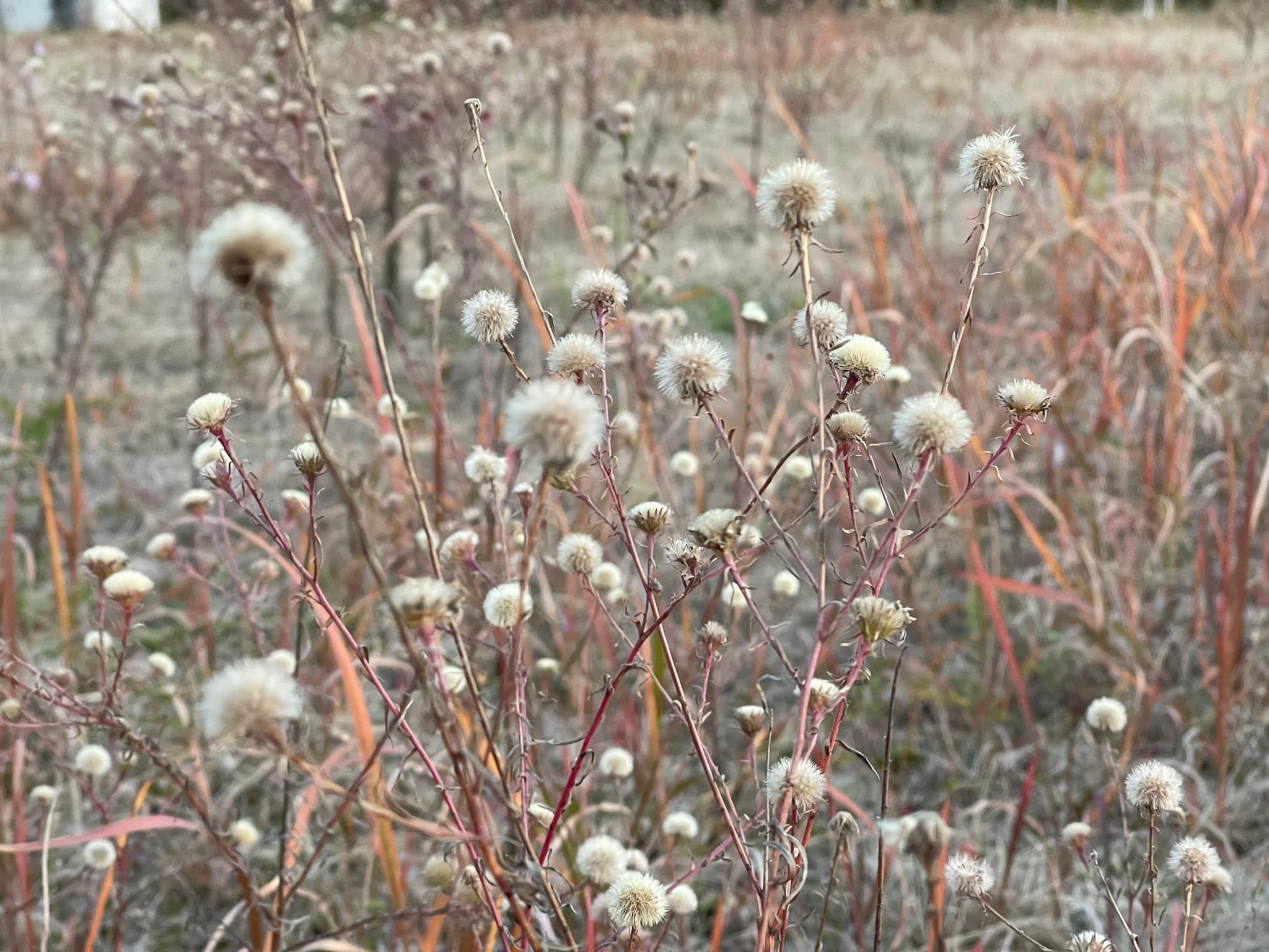 カワラノギクの種子