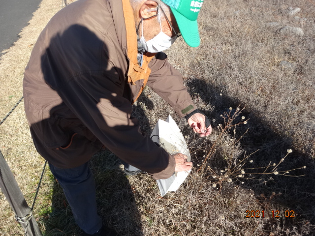 カワラノギクの種採取作業