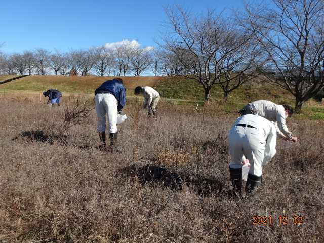カワラノギクの種採取作業