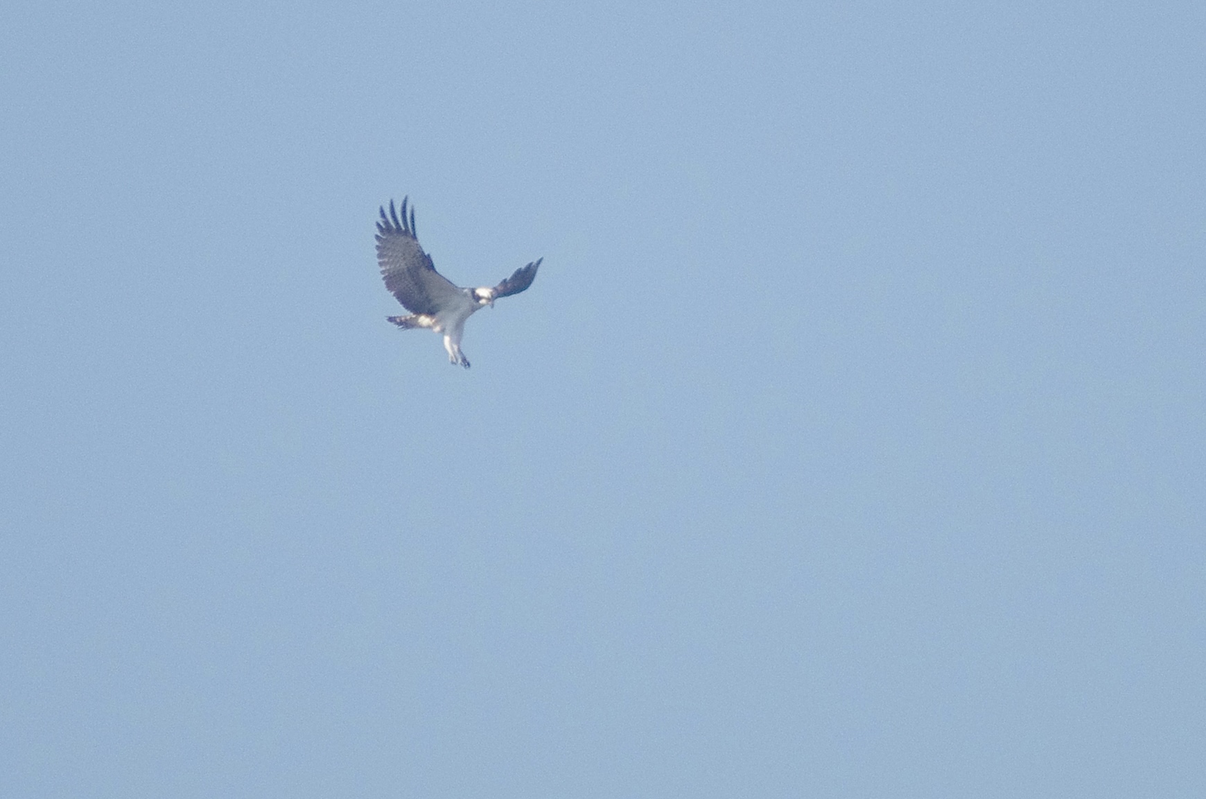 突然上空に現れたミサゴ