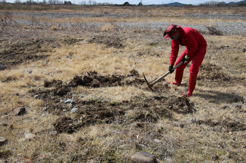 ツルハシを使って掘り起こす