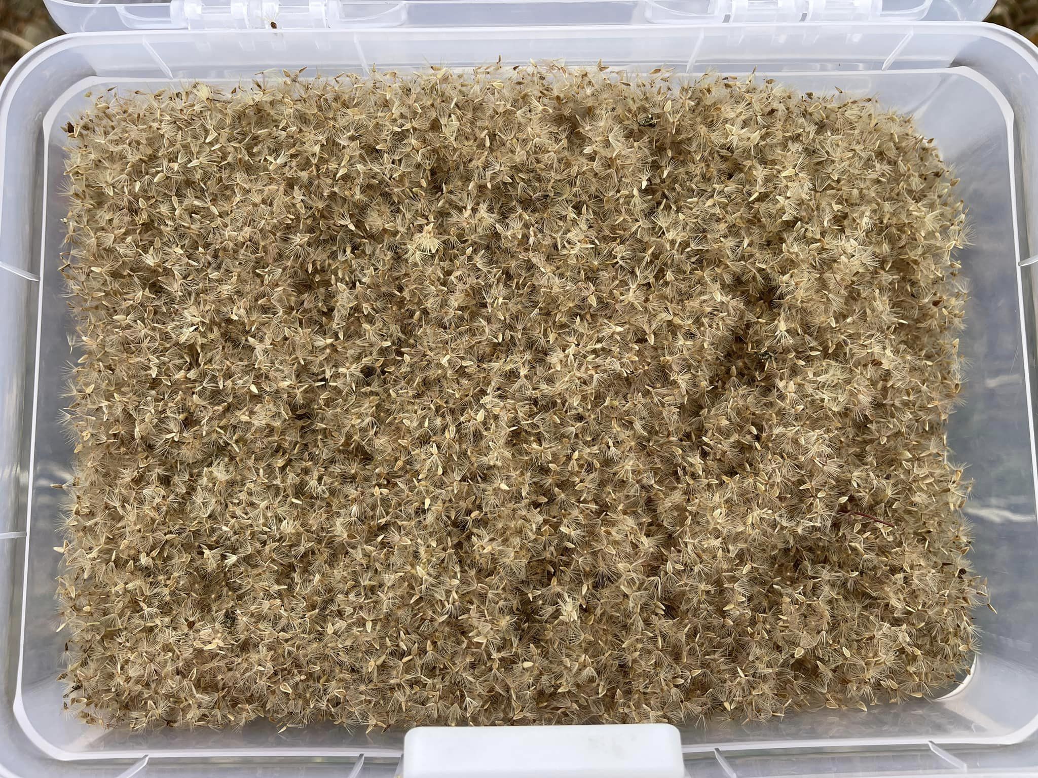 大量の種子を確保しました